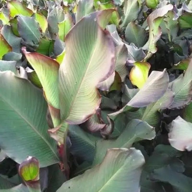 正宗优质旱藕种苗（芭蕉芋）芽头饱满、成活率高、抗病强