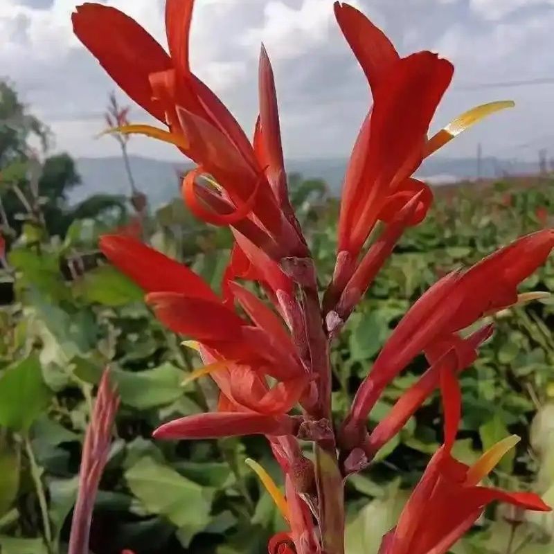 正宗优质旱藕种苗（芭蕉芋）芽头饱满、成活率高、抗病强