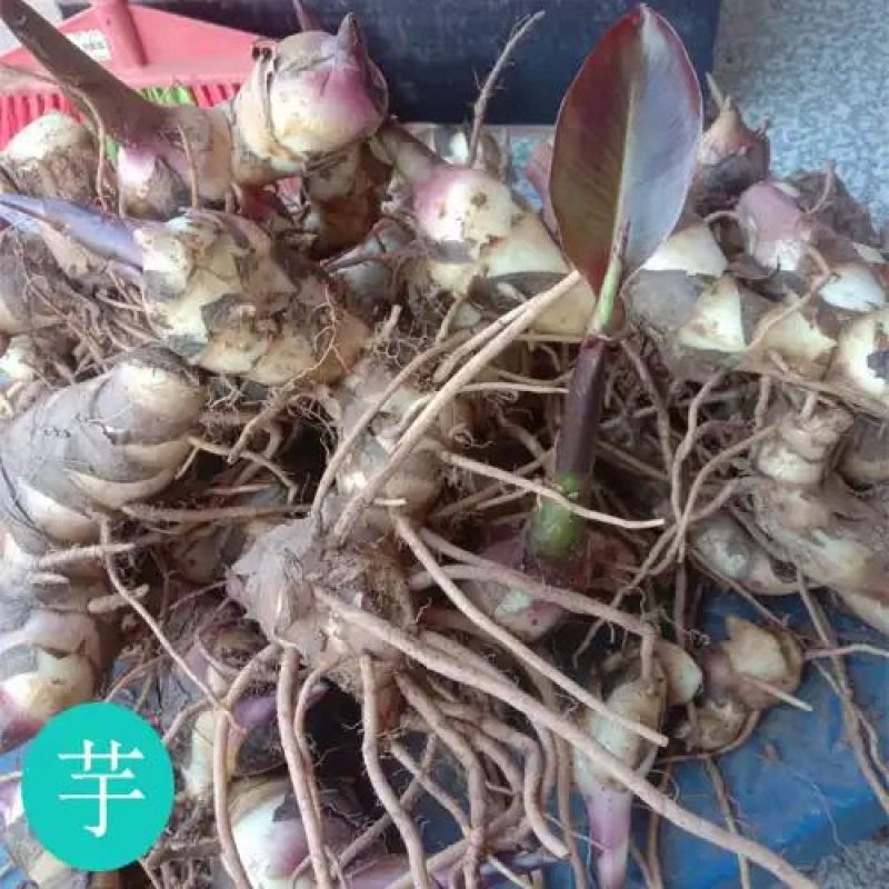 正宗优质旱藕种苗（芭蕉芋）芽头饱满、成活率高、抗病强