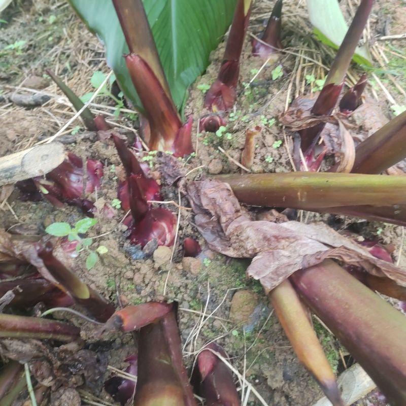 正宗优质旱藕种苗（芭蕉芋）芽头饱满、成活率高、抗病强