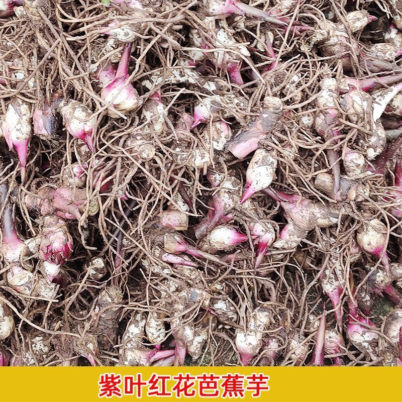 正宗优质旱藕种苗（芭蕉芋）芽头饱满、成活率高、抗病强