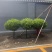 抗寒耐冻精品高杆瓜子黄扬球基地直发品种齐全