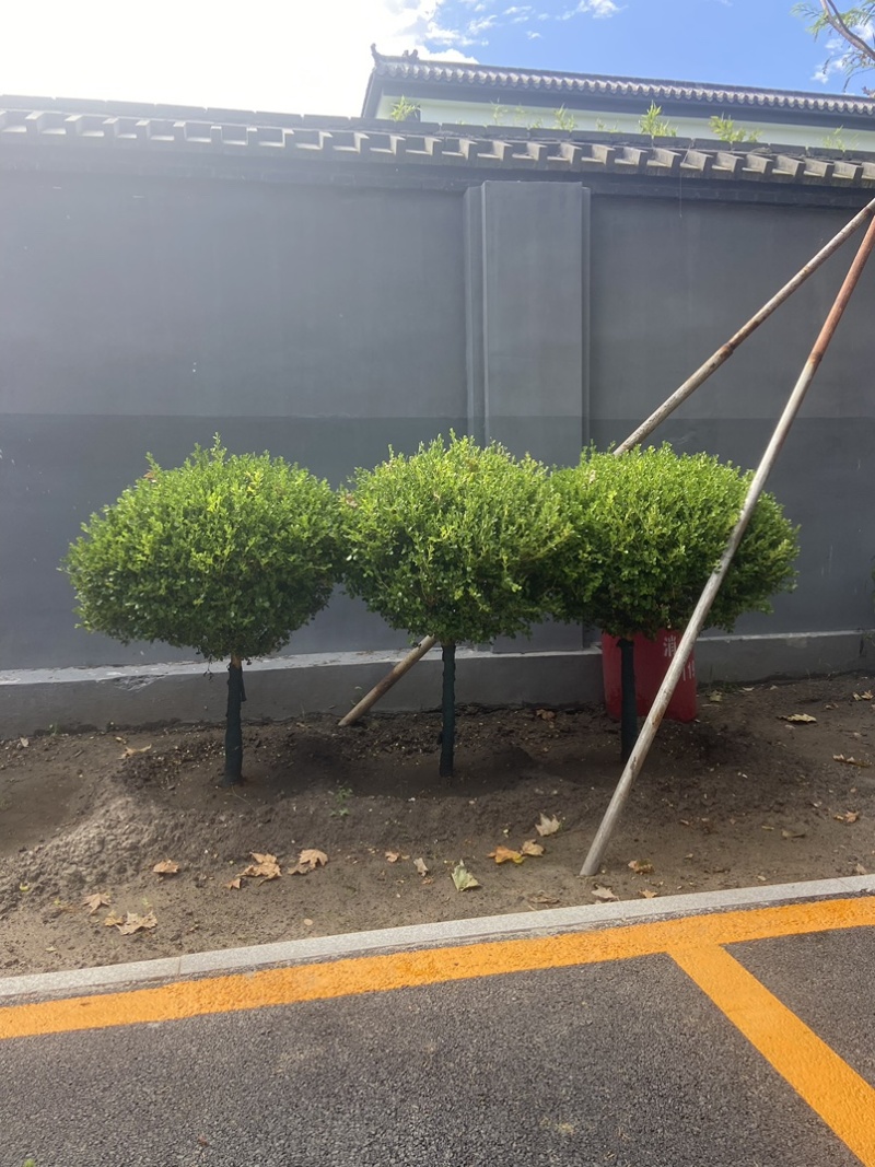 抗寒耐冻精品高杆瓜子黄扬球基地直发品种齐全