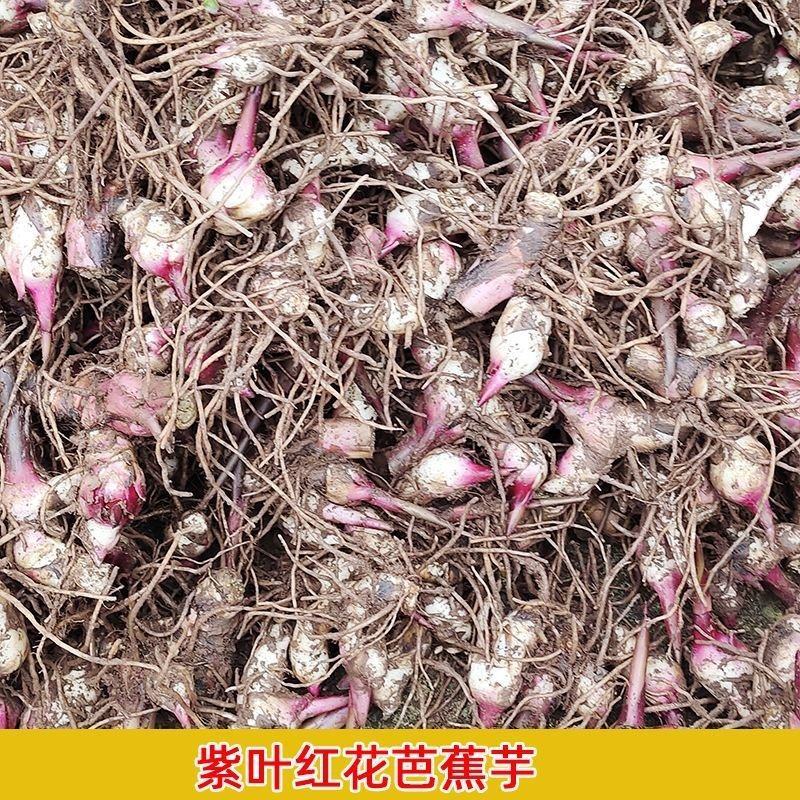 正宗优质旱藕种苗（芭蕉芋）芽头饱满、成活率高、抗病强