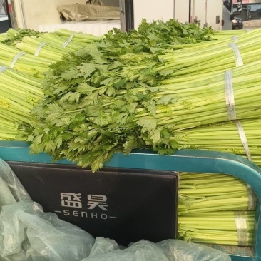 芹菜安徽精品芹菜大中小棵产地直供保质保量代发全国