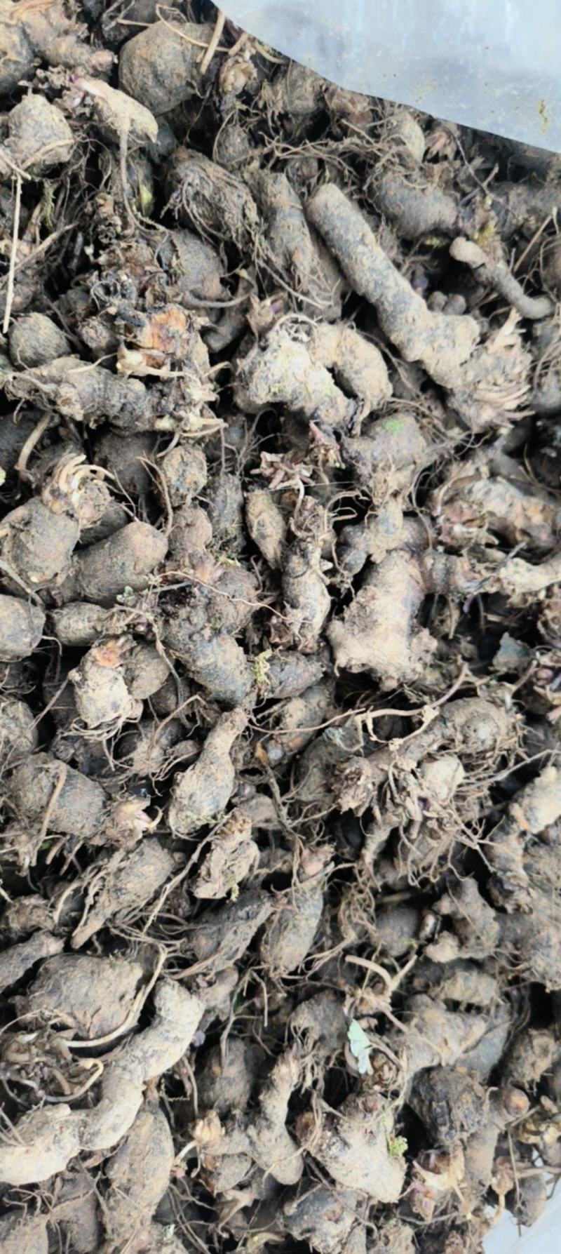 天葵子，千年老鼠屎上新