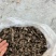 天葵子，千年老鼠屎上新
