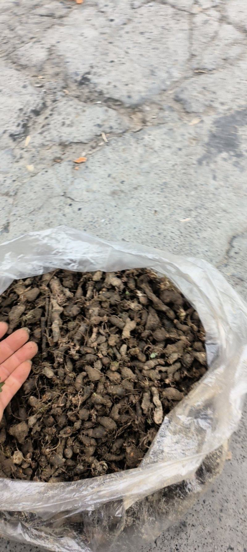 天葵子，千年老鼠屎上新