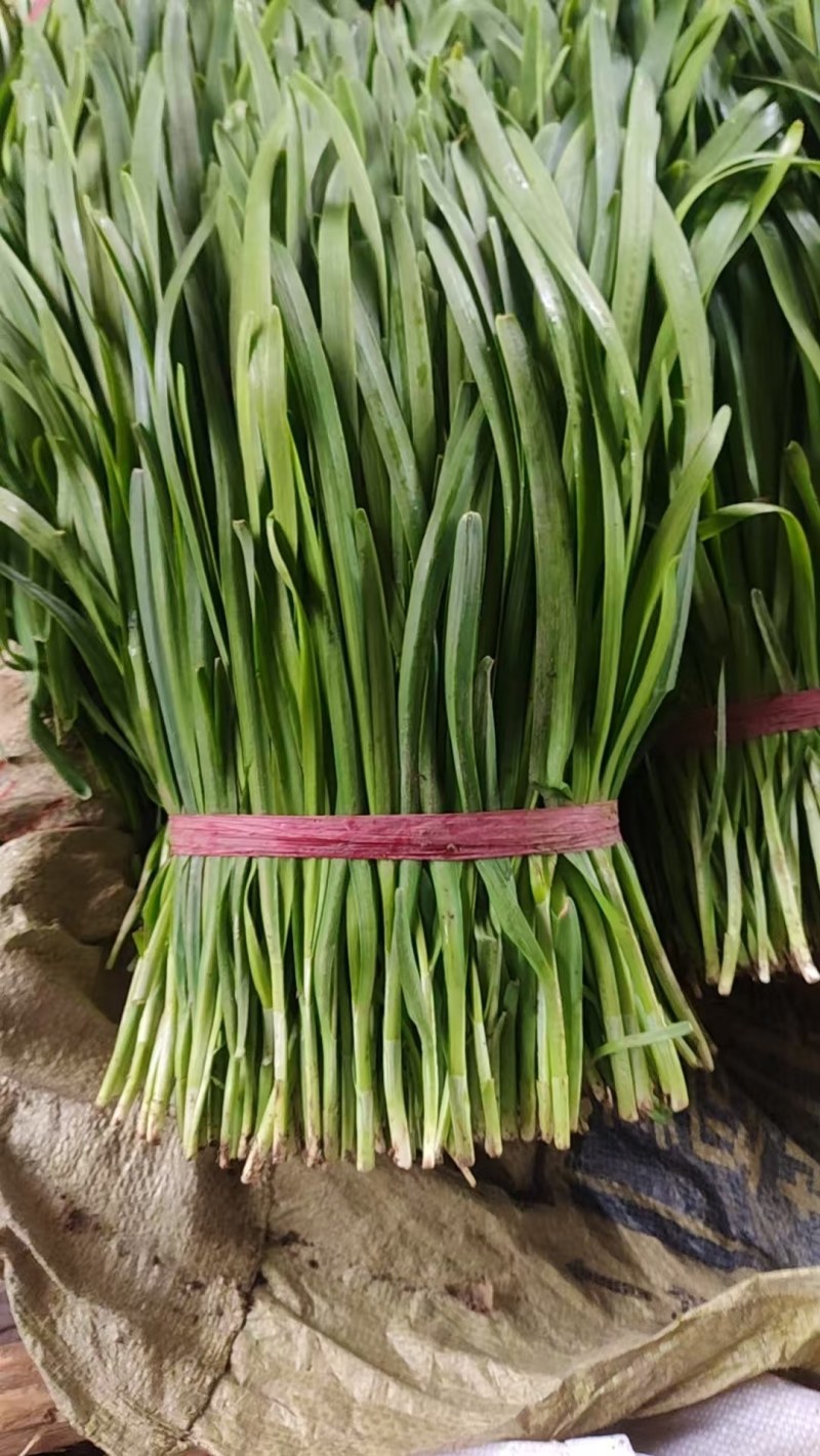 山东临沂沂水韭菜，辣椒
