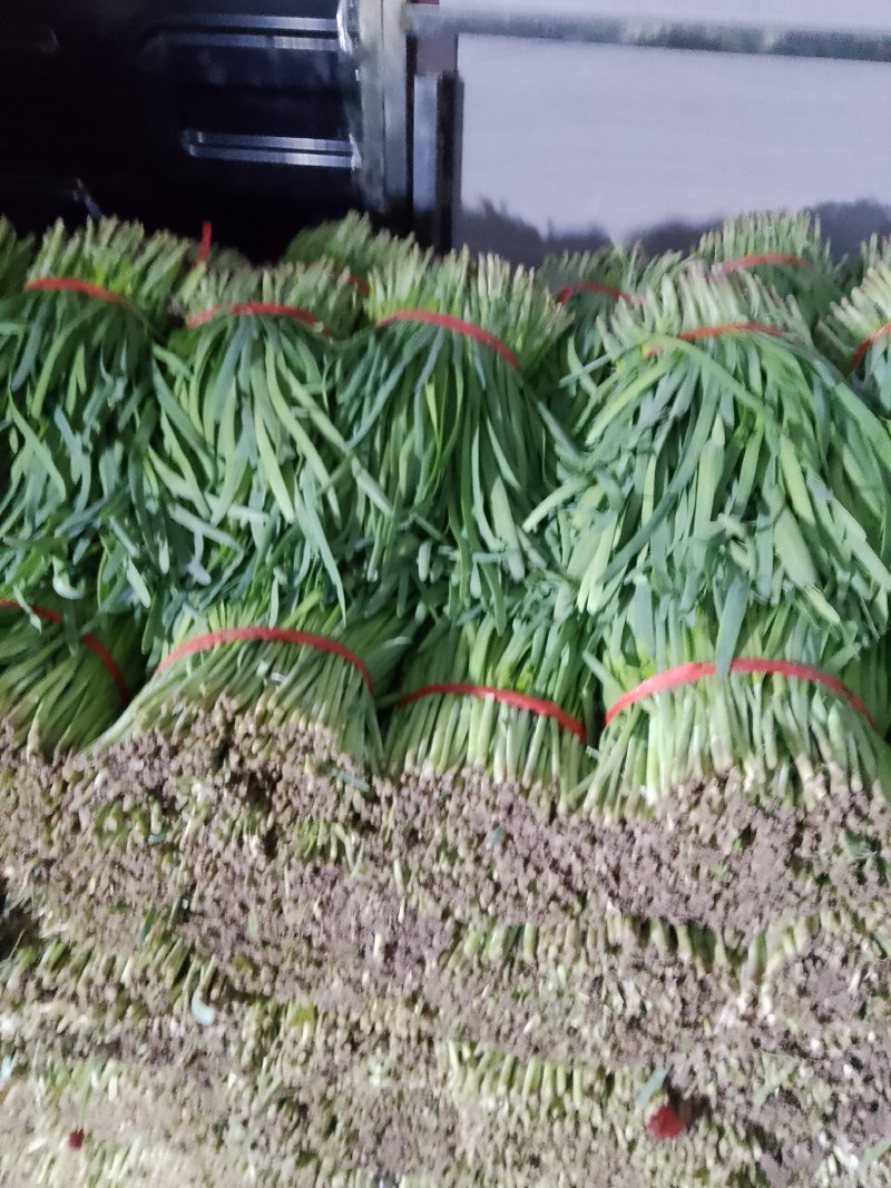 山东临沂沂水韭菜，辣椒