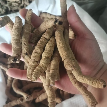 巴戟巴戟肉取芯巴戟天多种规格中药材农副产品
