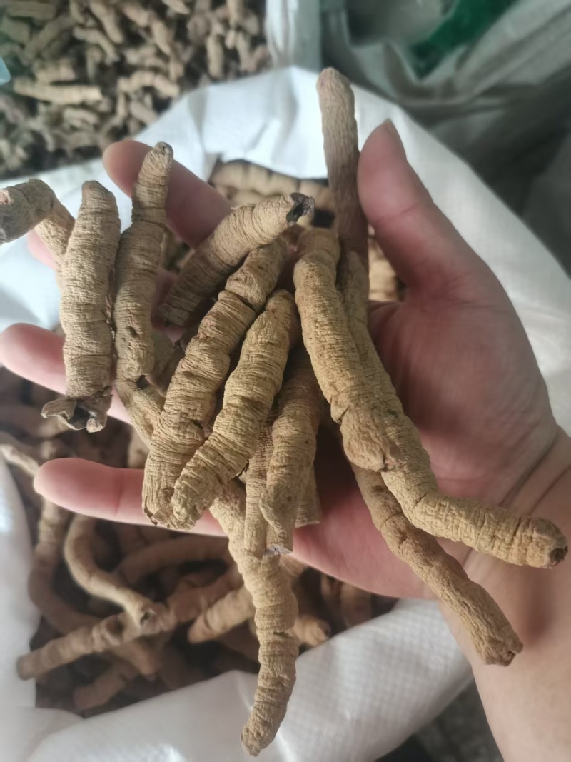 巴戟巴戟肉取芯巴戟天多种规格中药材农副产品