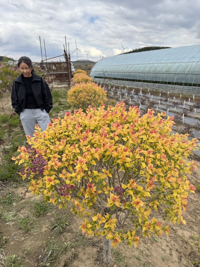 新品种丁香“五彩丁香”种苗接穗，本苗圃自主研发品种