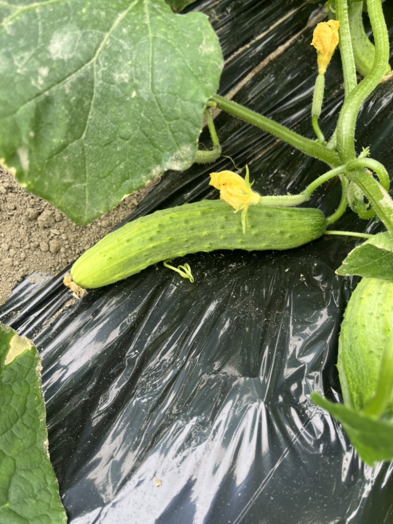 潼南本地黄瓜，本地旱黄瓜农户自种干花带刺