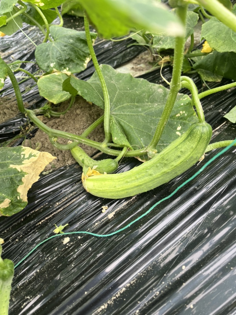 潼南本地黄瓜，本地旱黄瓜农户自种干花带刺