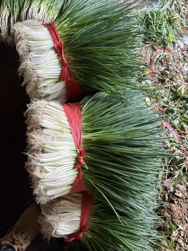 小葱