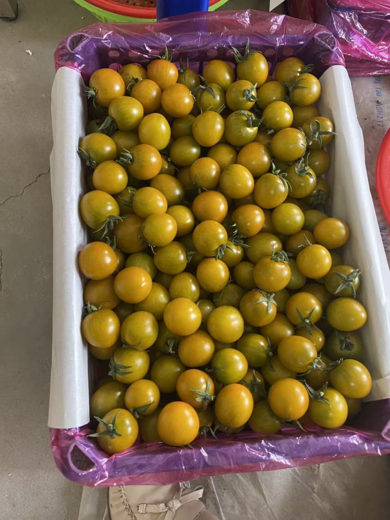 寿光产地小番茄圣女果糖珀虎小番茄新鲜采摘产地直达