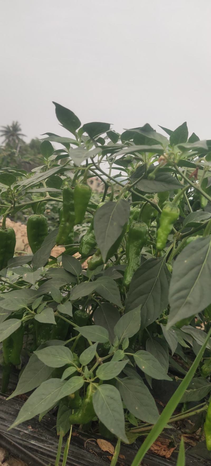 薄皮鲜椒