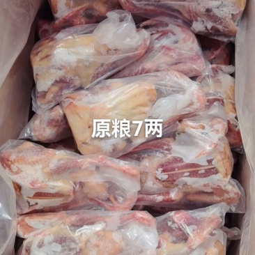 原粮乳鸽6两7两8两各种规格都有量大优惠