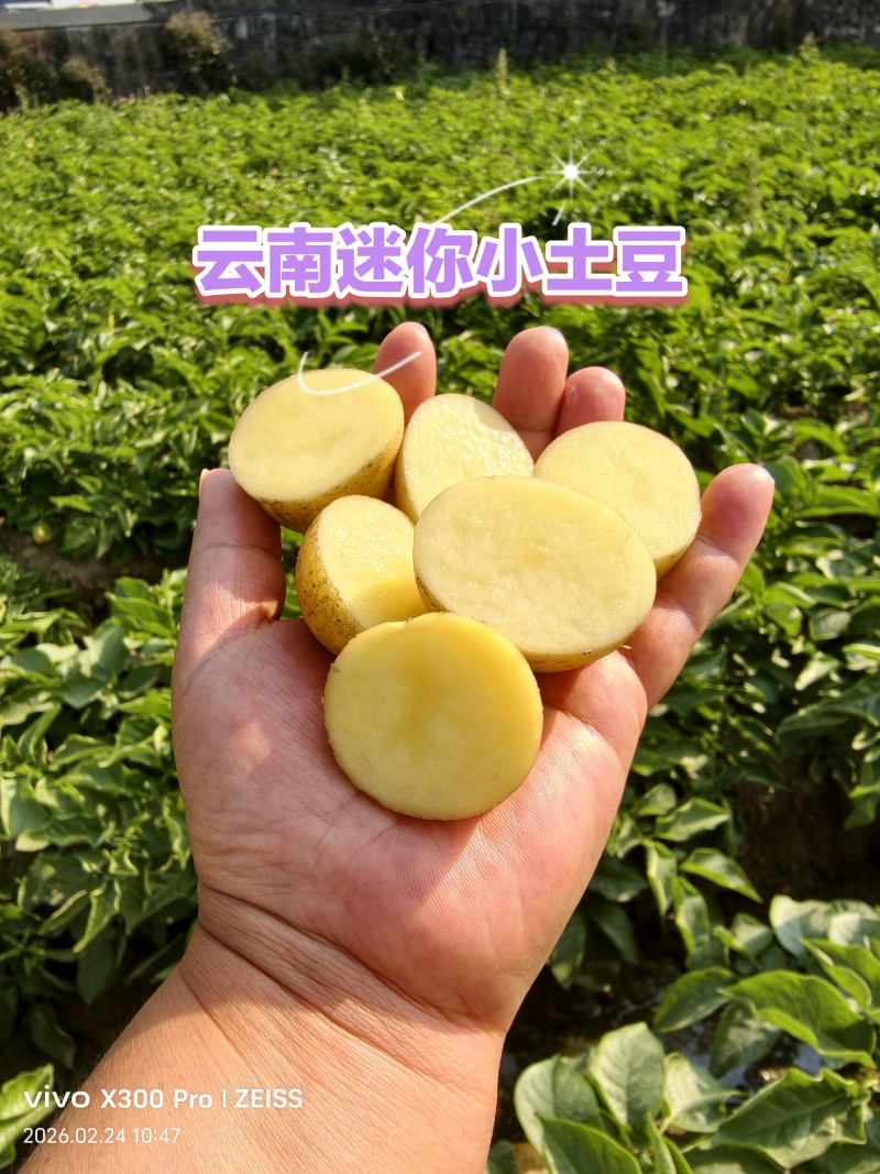 云南德宏盈江黄皮黄心迷你小土豆