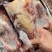 原粮乳鸽6两7两8两各种规格都有量大优惠