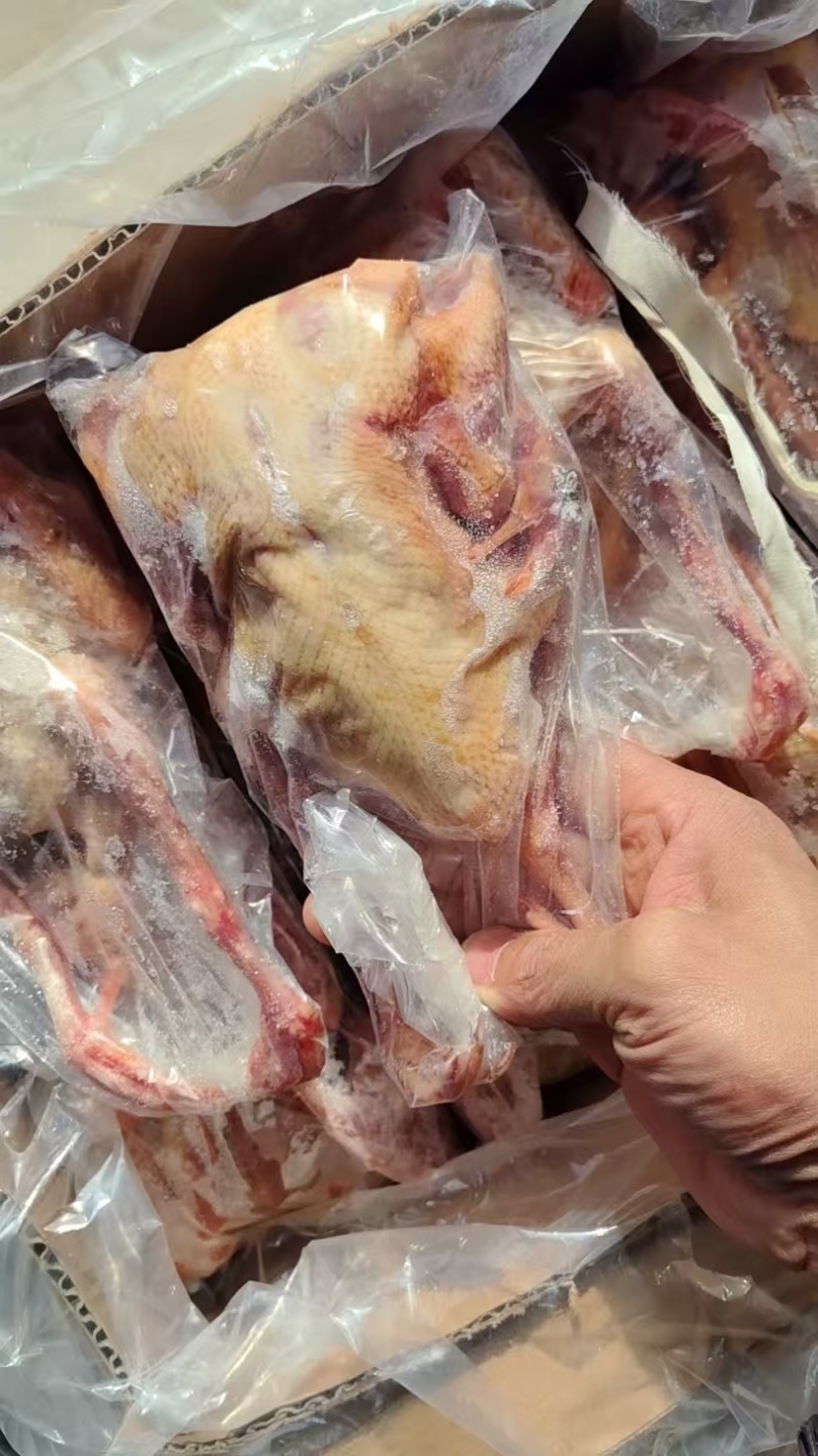 原粮乳鸽6两7两8两各种规格都有量大优惠