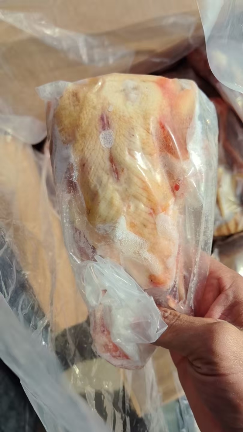 原粮乳鸽6两7两8两各种规格都有量大优惠