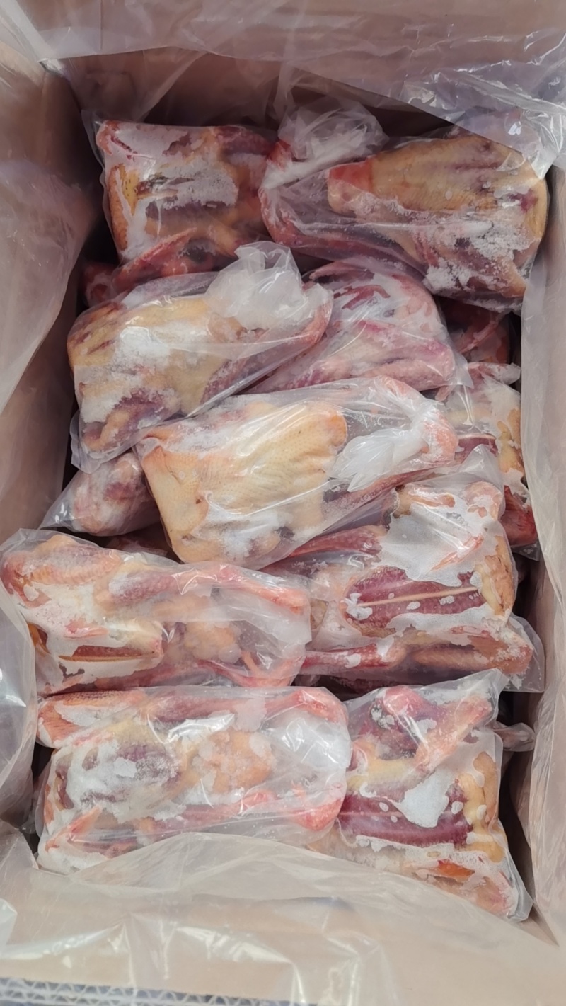 原粮乳鸽6两7两8两各种规格都有量大优惠