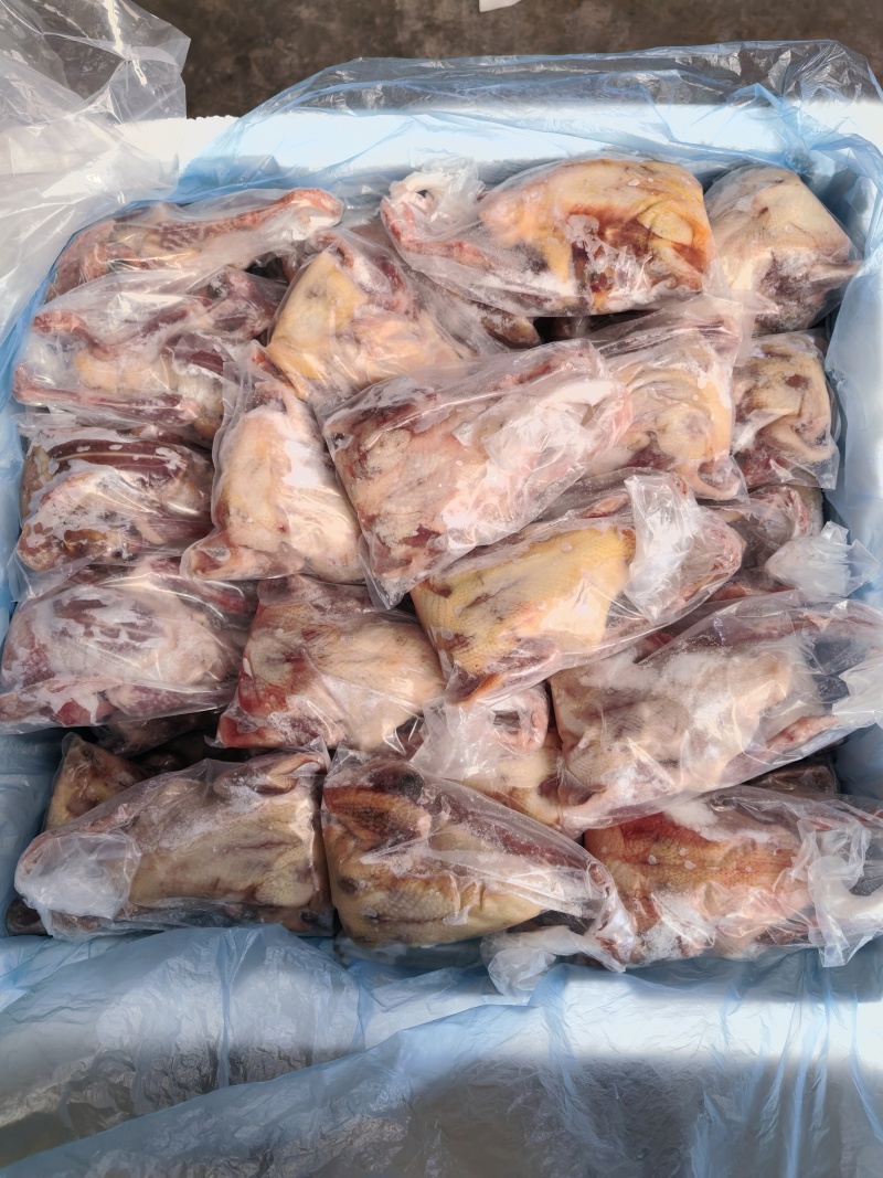 原粮乳鸽6两7两8两各种规格都有量大优惠