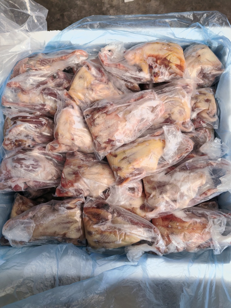 原粮乳鸽6两7两8两各种规格都有量大优惠