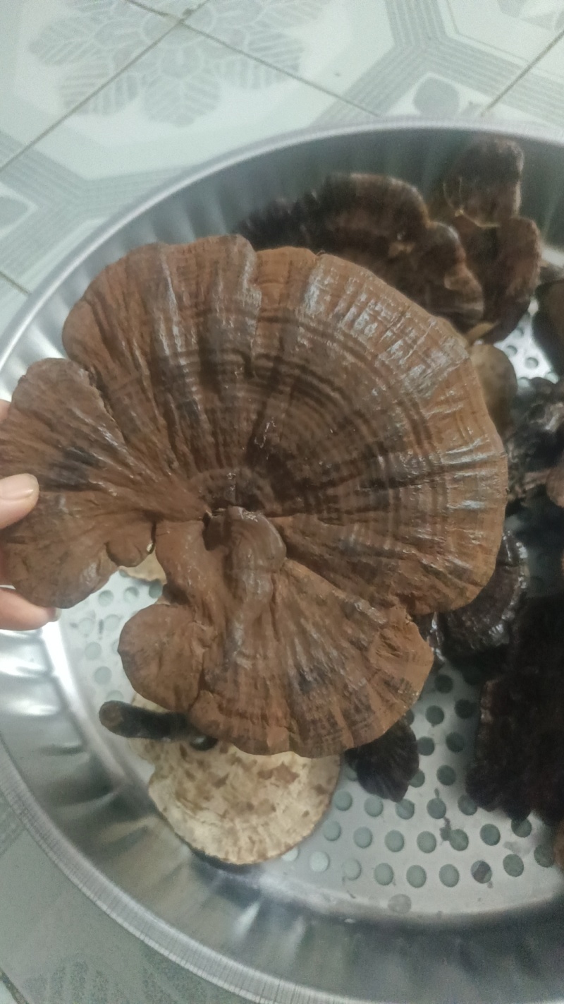 野生紫灵芝