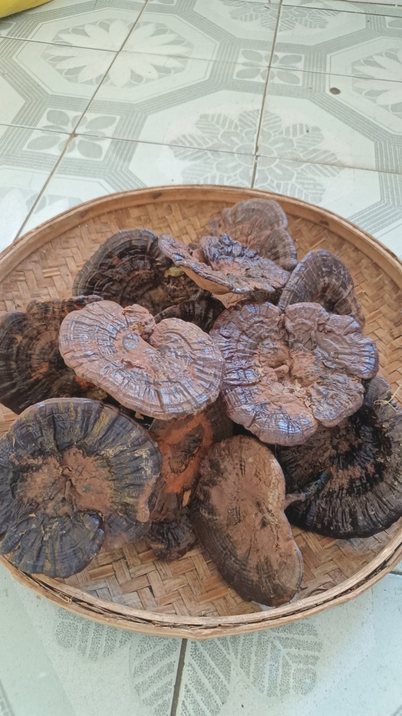 野生紫灵芝