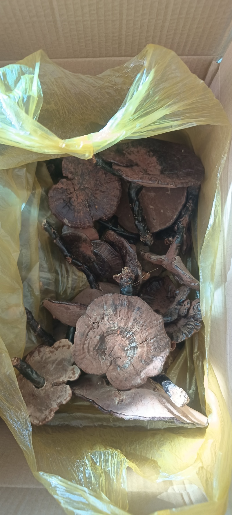 野生紫灵芝