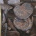 野生紫灵芝