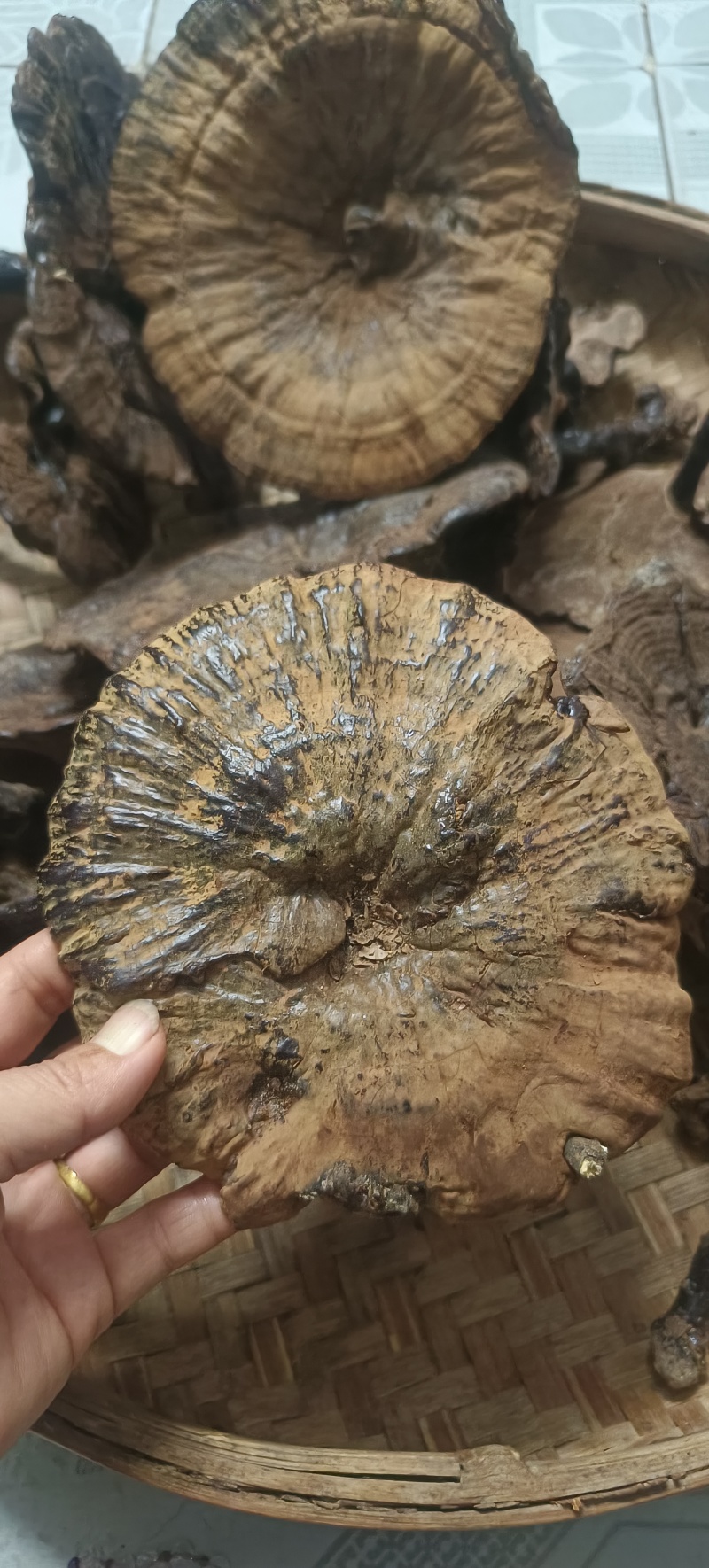 野生紫灵芝