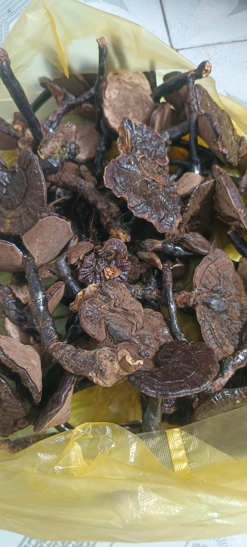 野生紫灵芝
