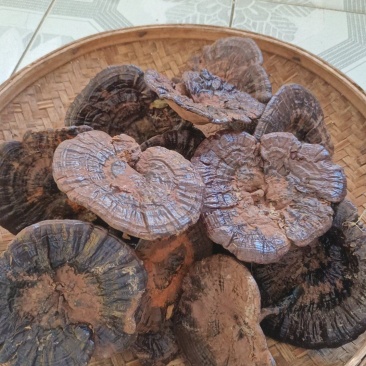 野生紫灵芝