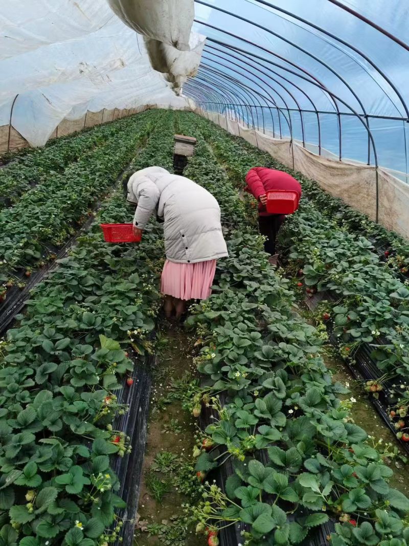 江苏扬州本地自家红颜奶油草莓