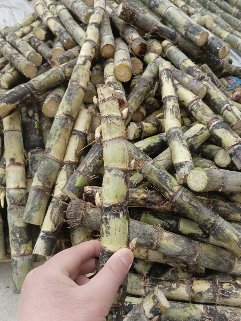 甘蔗种苗甘蔗种子甘蔗苗甘蔗种青皮甘蔗红皮甘蔗黑皮甘蔗黄皮