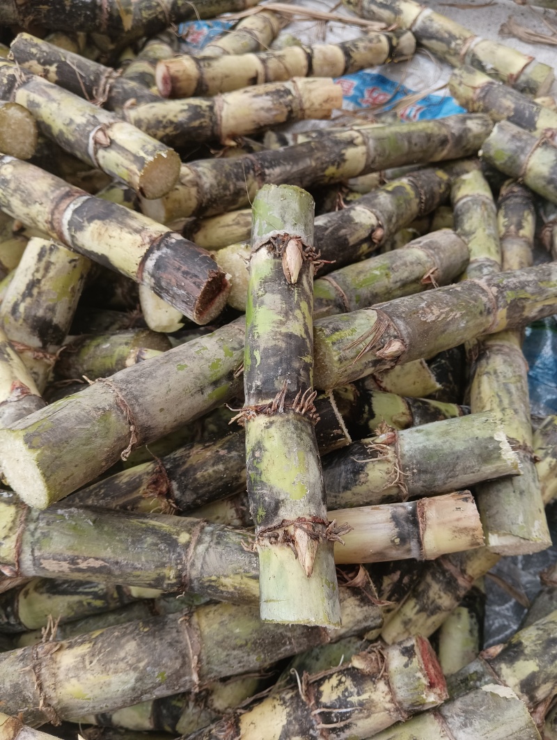 甘蔗种苗甘蔗种子甘蔗苗甘蔗种青皮甘蔗红皮甘蔗黑皮甘蔗黄皮