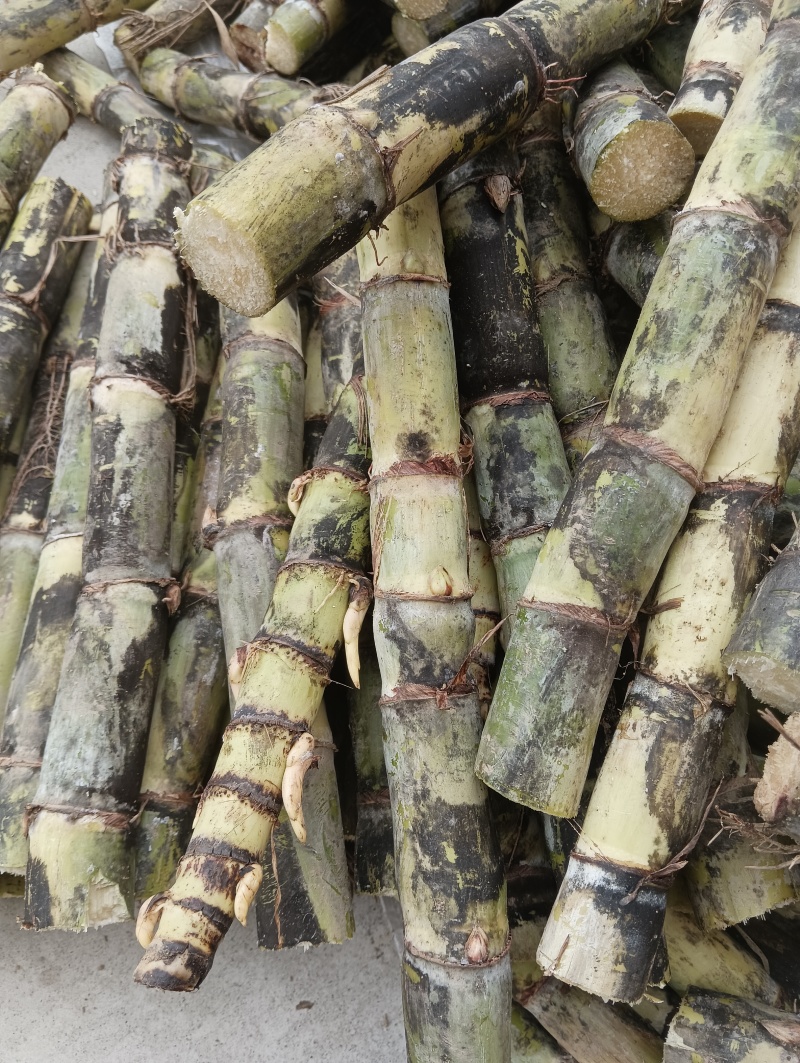 甘蔗种苗甘蔗种子甘蔗苗甘蔗种青皮甘蔗红皮甘蔗黑皮甘蔗黄皮