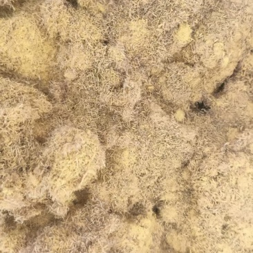 直接复制我给自你的标题：微山湖蒲黄产地直供中药材蒲黄