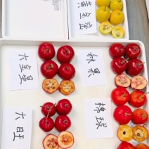 山楂树苗发货各种规格都有品种齐全