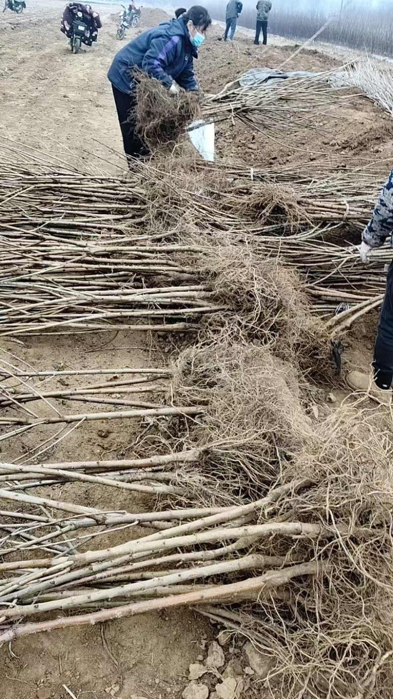 山楂树苗发货各种规格都有品种齐全