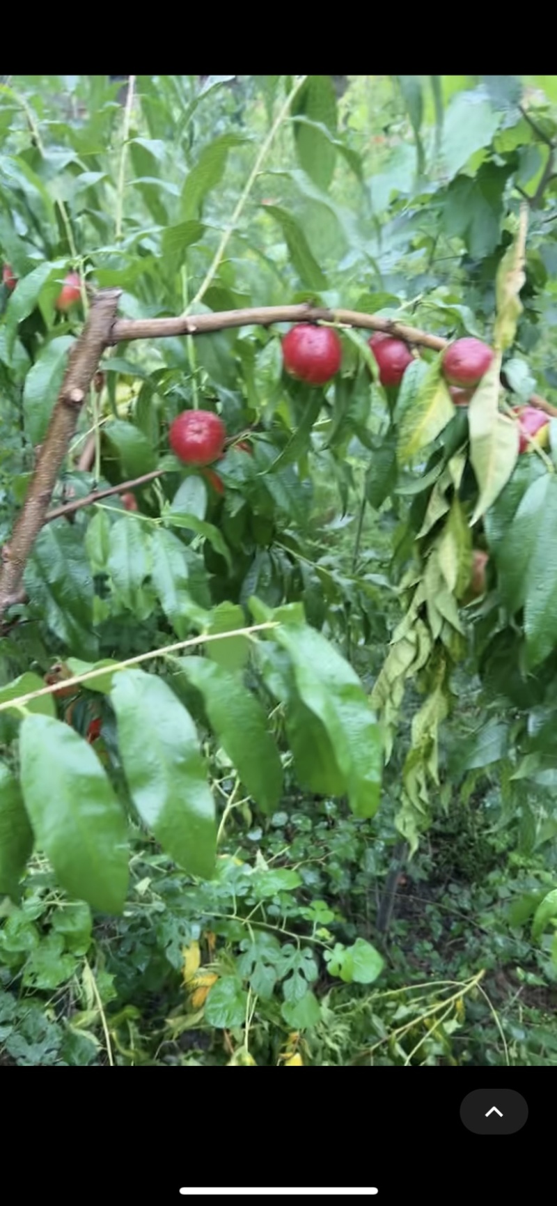 山楂树苗发货各种规格都有品种齐全