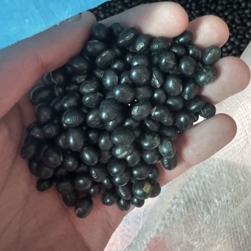 江苏北大黑豆