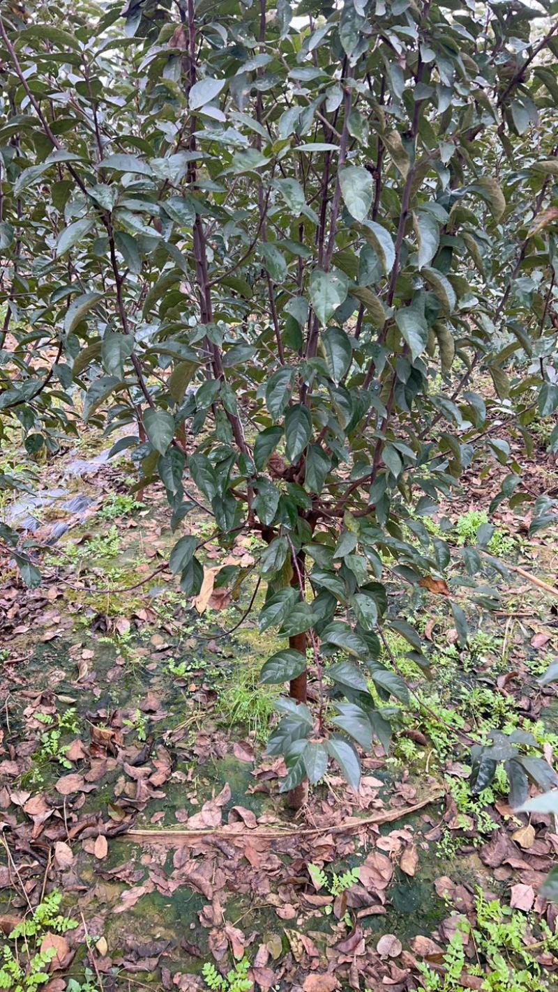 苹果树鸡心果富士王林