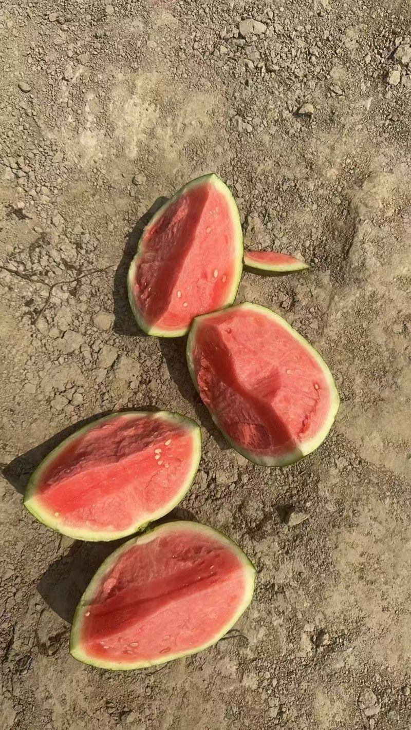 美都西瓜甜超甜，质量优美，量大优先，糖度高