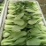 山东曹县小油菜大量上市规格齐全支持视频看货基地考察