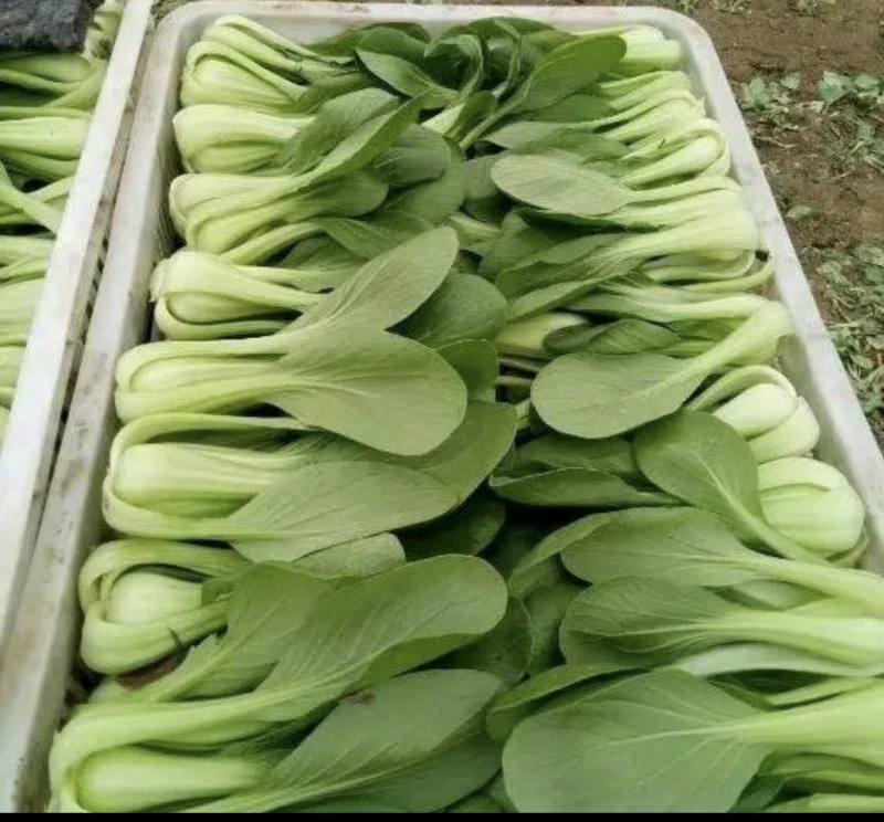 山东曹县小油菜大量上市规格齐全支持视频看货基地考察